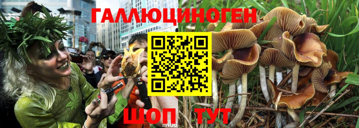 Малгобек  Галлюциногенные грибы Cubensis  Вход с VPN 
